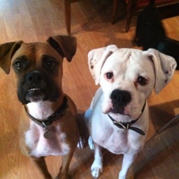 Zoomom98's profile picture. I was a zoo keeper, then a mom.  I teach zoo keeping and still am a mom.