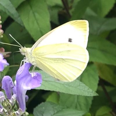 Vlinderidylle, natuurliefhebber, Sniep, bewoner Iet van Feggelenlaan, inwoner Diemen, (nacht)vlinders, hommels, bijen, libellen, vogels, bloemen en beestjes