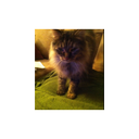 Deb Rasmussen - @DebRasm96278230 - Twitter