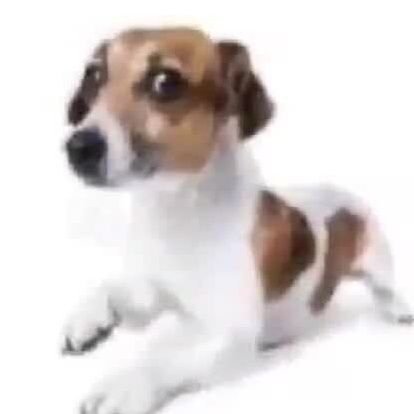 pingodeouro__'s profile picture. au au #au