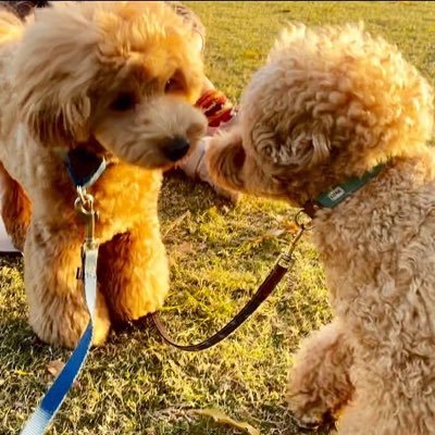 8beeOpoo's profile picture. マルチーズ×トイプードル＝マルプー♂2020/02/01birth 6.5kg ビビリでイキリで食いしん坊のヤンチャボーイ Instagramはじめました https://t.co/WNgk2dJMwv