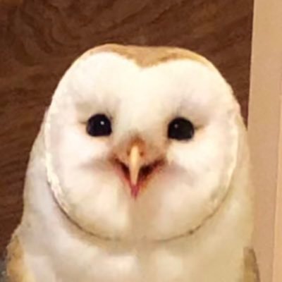 自然豊かな田舎の山で暮らすメンフクロウの「しめじ」です🦉DM× しめじは元気です！2022月4月