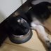 Im a dog (@imadog31) Twitter profile photo Im a dog (@imadog31) Twitter profile photo