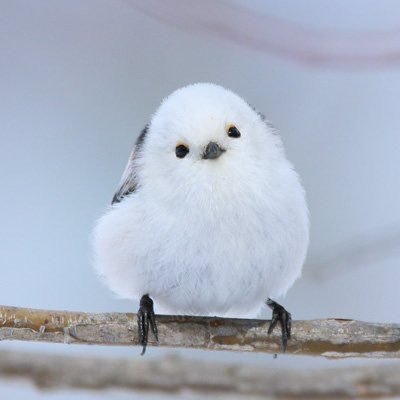 ren_13241030's profile picture. Pです AS:千早　ミリ静香、琴葉　シャニ:灯織　学:手毬、ことね、美鈴担当　その他他ゲーいろいろやってます よろしくどうぞ！ 無言フォロー失礼します