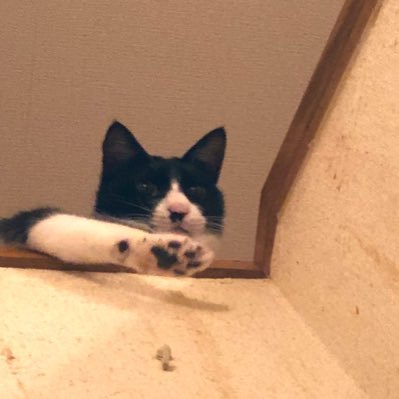 S0f5ko9FMsc1bU0's profile picture. アメフト、ジャイアントパンダ、ジョギング、トールキンが好き。ラン旅先ではご当地手ぬぐいを必ず買います。ご当地マンホールチェックも忘れずに。