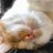 安心猫_0004のアイコン