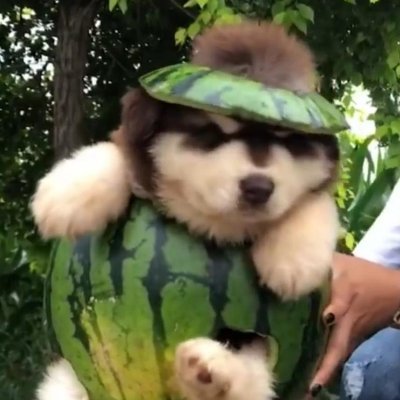 OrrofR's profile picture. 🇨🇳