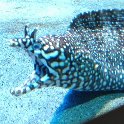 しじみさんのプロフィール画像