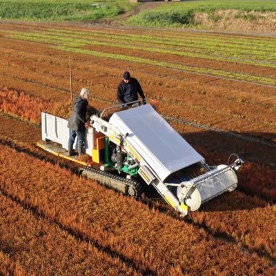 Agrarisch ondernemer en waterschapsbestuurder; #akkerbouw #landschapscamping #zeekraal #zeegroenten #ZekerZeeuws #ScropS