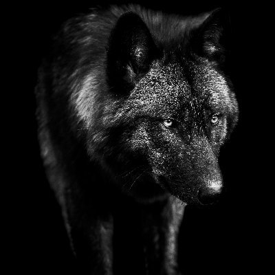 wolfofwealthnow's profile picture. 