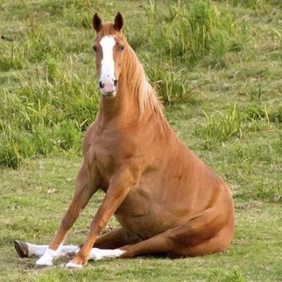 animorphfat's profile picture. private alt for special interests