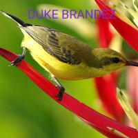 Duke Brand (@_dukeofficial) 's Twitter Profile