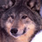 dan_hann's profile image