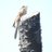 鳥の人すずあん(鈴庵)のTwitterプロフィール画像