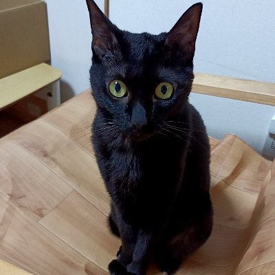 V6rKeUErzGiSPsx's profile picture. ネコ、カワウソ、カエルが大好きです。