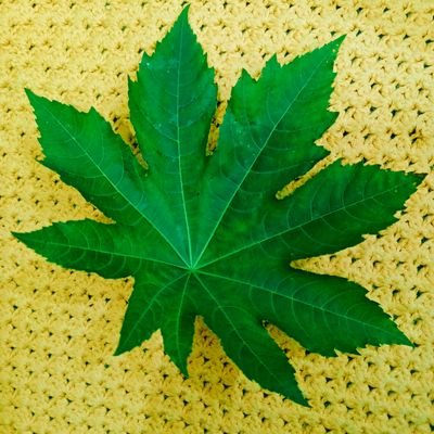 deewhaChorchomp's profile picture. 