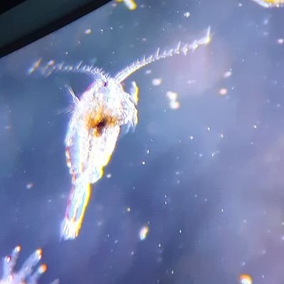 GaranceGrey's profile picture. Semicélébrité, future femme de médecin, mère en devenir, businesswoman et sœur d'une infirmière explosée