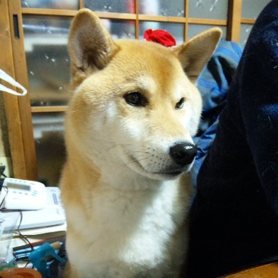 tarao69eyes's profile picture. MUSIC好き

マンガ好き

車好き

バイク好き

ラジオ好き

柴犬好き

スニーカー好き

飛行機好き