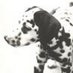 Wyatt Wallace (@dogtoygraveyard) Twitter profile photo Wyatt Wallace (@dogtoygraveyard) Twitter profile photo