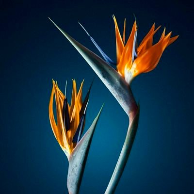 luffy9798's profile picture. 