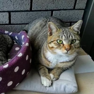 猫を探すためにTwitterをはじめました。霧島市～姶良市で、胸元や足に白が入ったしっぽがタヌキのようなキジトラ猫を見掛けた方、いらっしゃいませんか？