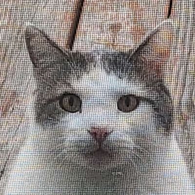 porchkitty101 Profile Picture