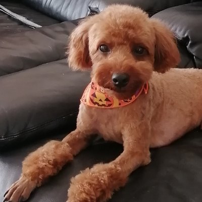 aHmH5shX630iKAX's profile picture. 