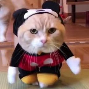 mickeymeowss's profile picture. Cat Food Ambassador