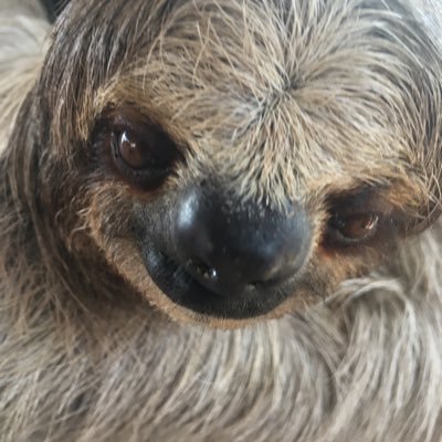 RoxasesVen's profile picture. Zach of all trades master of being a fuckin nerd. Also add some memes in there.