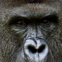 Harambe's Last Bitcoin - is on nostr protocol. (@lnharambe) 's Twitter Profile