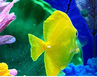 Your Complete Aquarium ~ tips and resources for keeping a happy healthy fish tank.