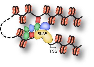 Gene regulation news, events and opinions. #chromatin #nucleosome #TFbinding #CTCF #cancer #epigenetics #openscience. Also @generegulation@genomic.social