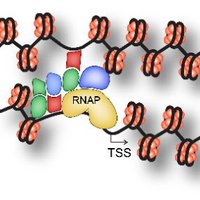 Gene Regulation(@generegulation) 's Twitter Profile Photo