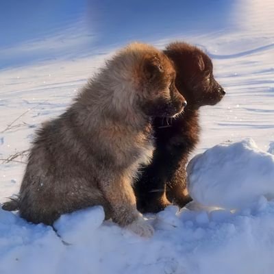 xiyang72221954's profile picture. Love in life！من فضلك أحب كل شيء في هذا العالم！