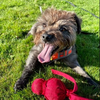 SM05DOG's profile picture. bees 🐝