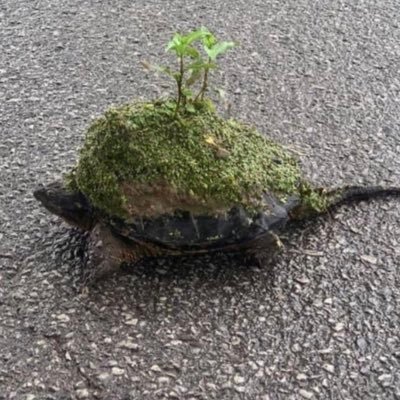 LteodorEsson's profile picture. Omgärdad av en gärdsgård. Portad av en port