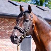 CompasStallions (@compasstallions) 's Twitter Profile