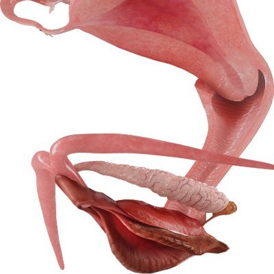 NaifSpongebob's profile picture. 