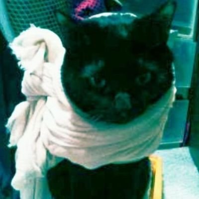 Radio_Ethiopia2's profile picture. 鍵垢ウザいので、時々鍵かけ。
猫と火が好き。過食系。療養中。★返信かなり遅れます。
ブルックリン〜下北〜成城〜調布〜横浜 時々、三多摩

🍄愛用のギター：Gibson L-00

【ブロック→知人以外の鍵垢のイイね、引用RTは禁止(読まずに即ブロ)、写真パクり❌】

《葬式無用・戒名不要》
“案ずるなかれ”