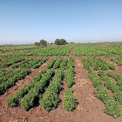 #PhD_Student at INRA Morocco & Hassan First University Morocco | #Crop_genetics_and_breeding