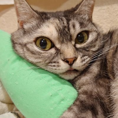峰倉かずやさん、ナイトメア・プロジェクト、ティム・バートン大好き
地雷はほぼ無い
勧められればなんでも読みます
大学、高校生に見られる社会人
まれに年齢確認されるけど
成人済み