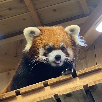 珊瑚 (@coral35) / X