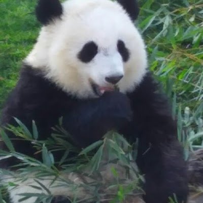 Tsubuan914's profile picture. 