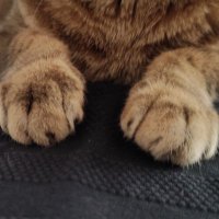 TengoUnConejo (@omgnopuedeser) 's Twitter Profile Photo TengoUnConejo (@omgnopuedeser) 's Twitter Profile Photo