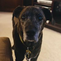 Jack The Bark Ranger (he) 🟧& Corey Alvarez (she) (@corey_slp) 's Twitter Profile