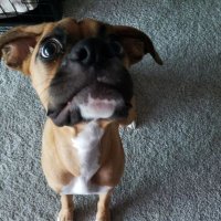 GoofyHatMatt (@goofyhatmatt) 's Twitter Profile Photo GoofyHatMatt (@goofyhatmatt) 's Twitter Profile Photo