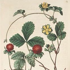 ichigooohakusho's profile picture. 掃き溜めにゲロ