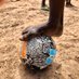 Telling Our Football⚽️ Stories Podcast 🎙🌎🌍 (@tellingour) Twitter profile photo Telling Our Football⚽️ Stories Podcast 🎙🌎🌍 (@tellingour) Twitter profile photo