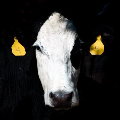 MYardDesigns's profile picture. Photography & design with a passion for agriculture.📍🌽Nebraska - 📑🐂Agriculture Science Comm. Check out my work on Insta: @myarddesigns & FB: MYardDesigns