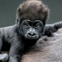 APEISHbambino 🦍 (@apeishbam) 's Twitter Profile